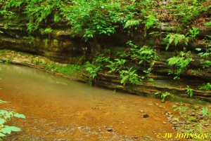 Creek and Ferns