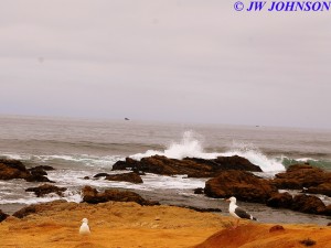 Birds and Waves