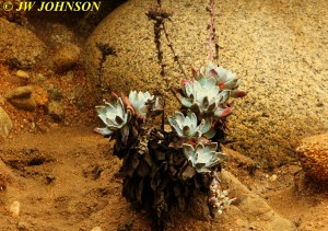 Dowd Creek Beach Flowers