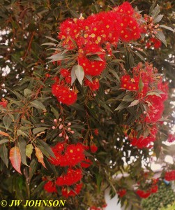 Flowering Tree 3