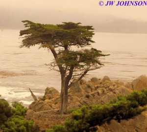 Lone Cypress 2