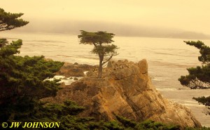 Lone Cypress