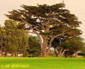 Pacific Grove Golf Course 6