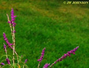 Sea Breeze Inn Flowers 2