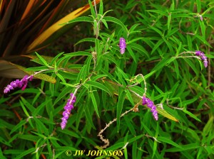 Sea Breeze Inn Flowers