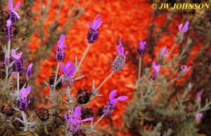 Sea Breeze Inn Flowers 7