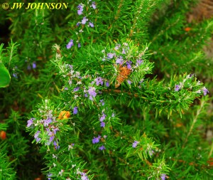 Sea Breeze Inn Flowers 8