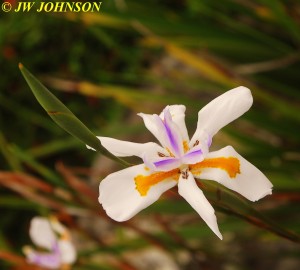 Sea Breeze Inn Flowers 9