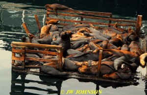 Seals A Sleepin 0920 Fishermans Wharf