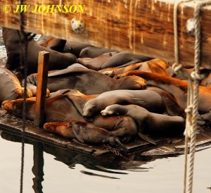 Seals A Sleepin 0920 Fishermans Wharf 4