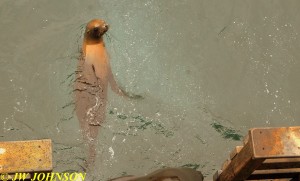 Seals a Swimmin 0920