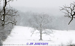 Lone Oak Tree on Hughes Fd Rd 2