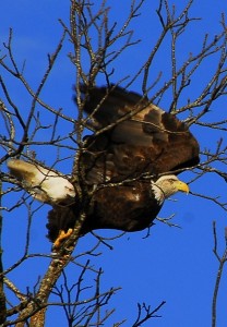 06A  Bald Eagle Takes Flight