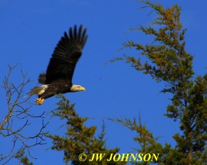 07 Bald Eagle Takes Flight