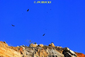 120 Vultures Flying Overhead