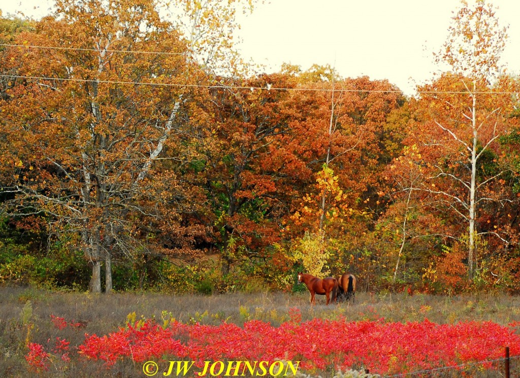 Horses in Sumac Field Hwy WW